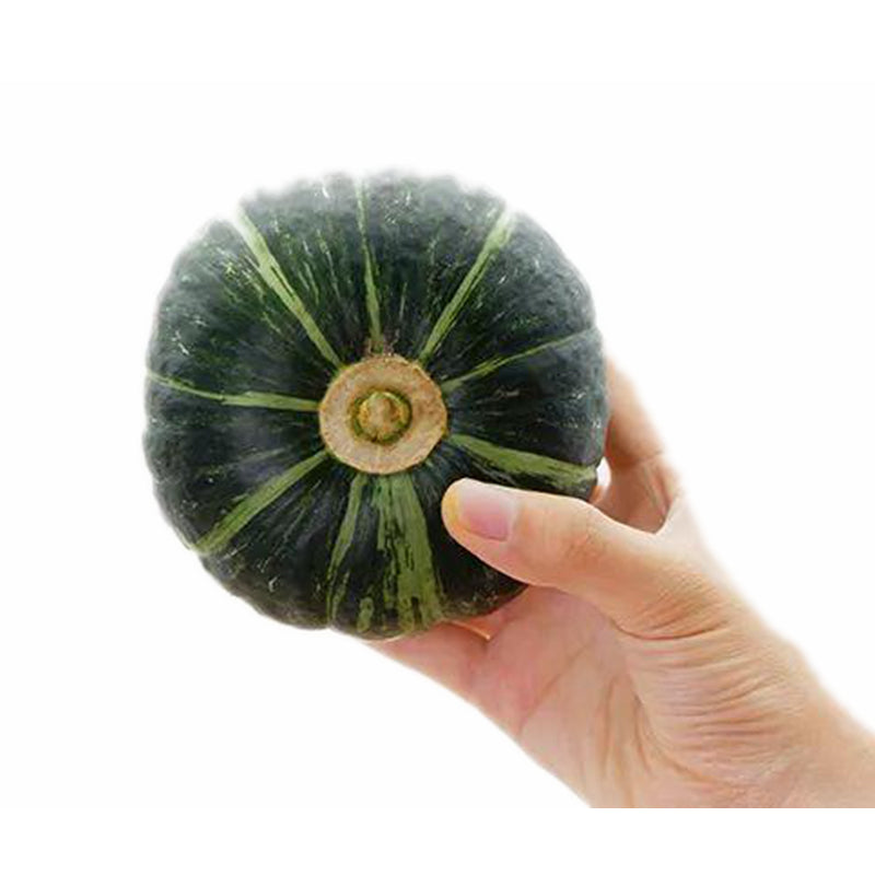 🌱 贝贝南瓜(11.13到货-限自取或配送!)Mini Pumpkin 1stk 约300g