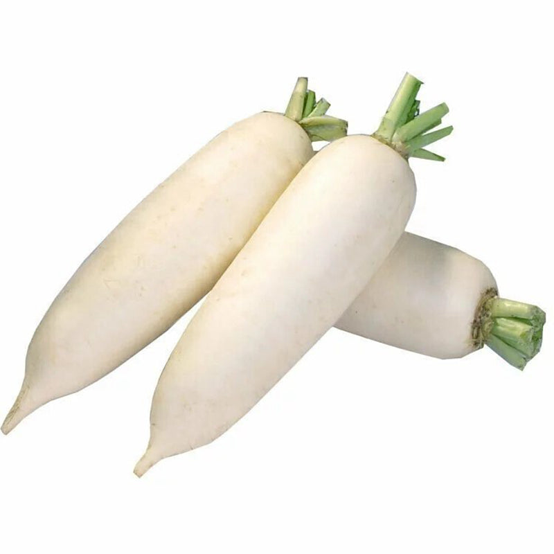 🌱 新鲜 白萝卜(11.06到货-限自取或配送!)White Radish