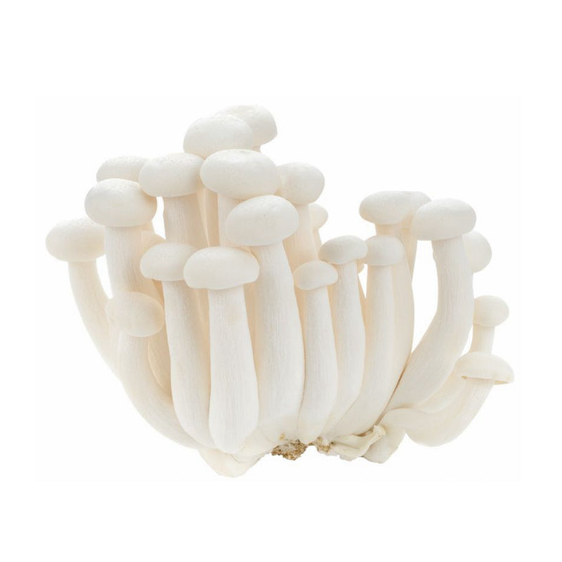 🌱 新鲜 白玉菇（04.25到货-限自取或配送!）White bunashimeji Mushroom 150g