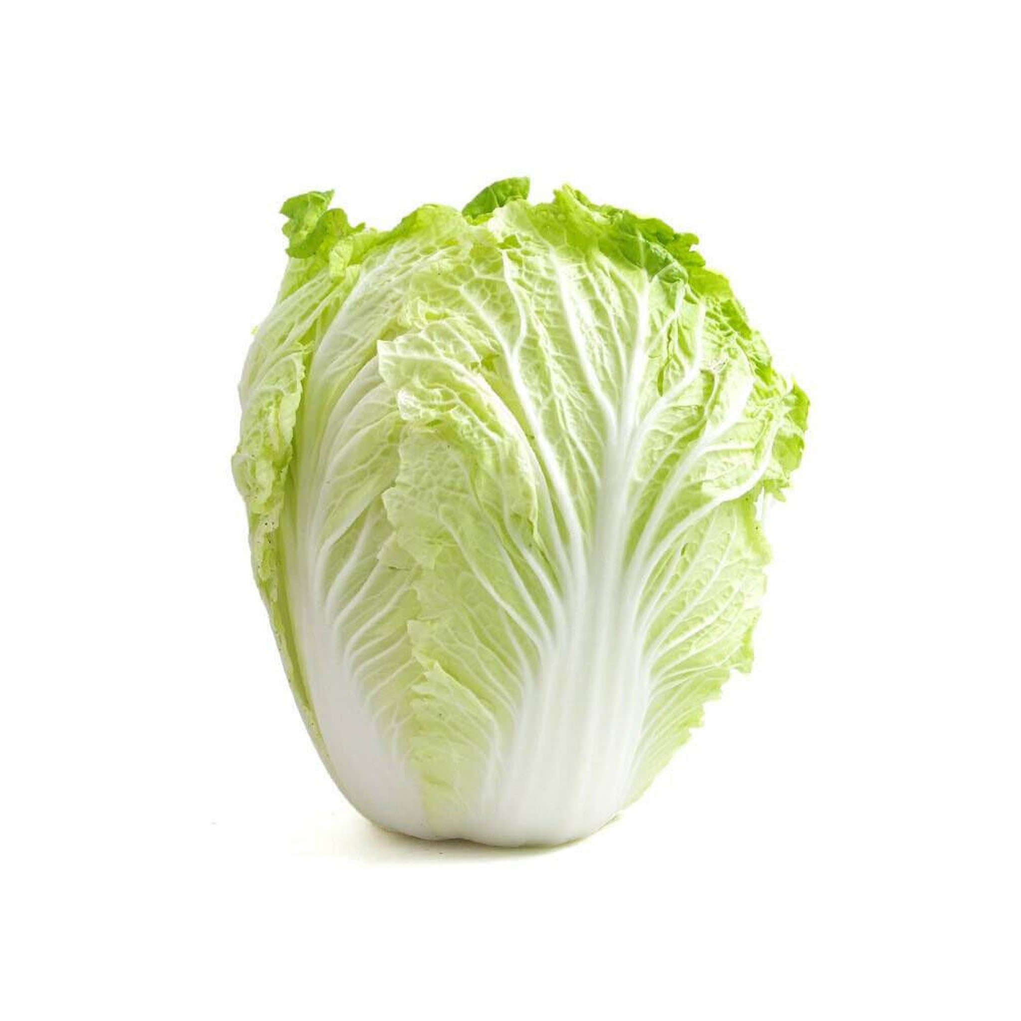 🌱 新鲜 中国大白菜(11.06到货-限自取或配送!)China Cabbage 1stk