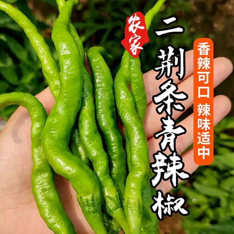 🌱 新鲜 二荆条辣椒（09.18到货-限自取或配送!）Chili Pepper Erjingtiao 250g