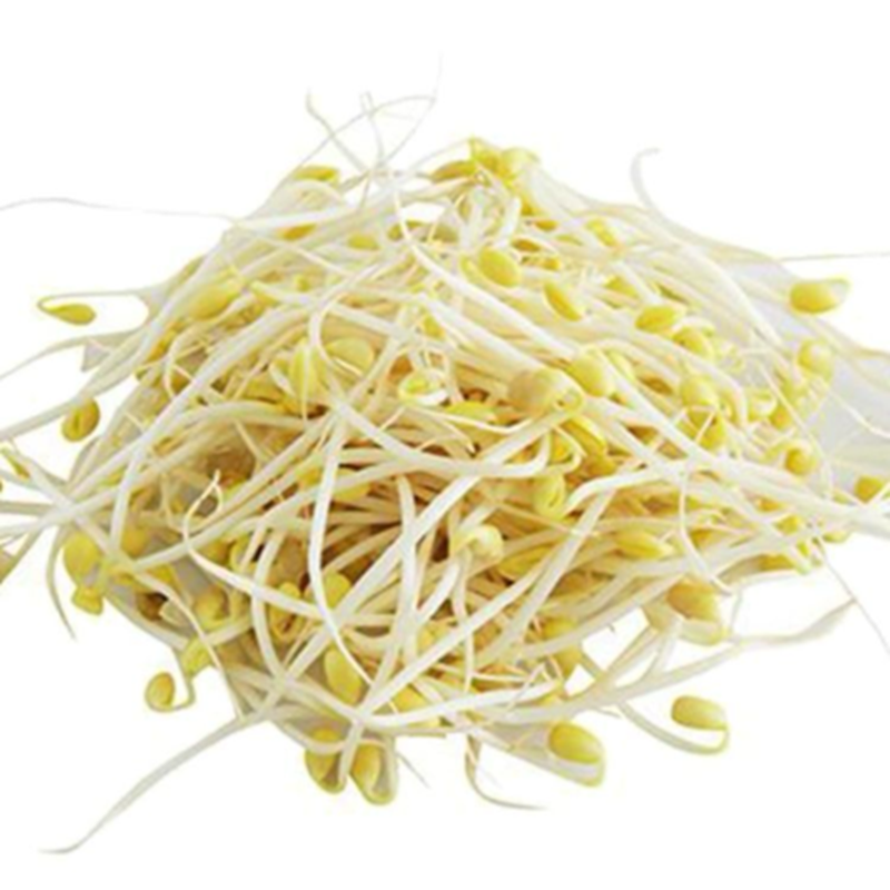 🌱绿豆芽 新鲜（08.27到货-限自取或配送!）Mung Bean Sprouts 500g