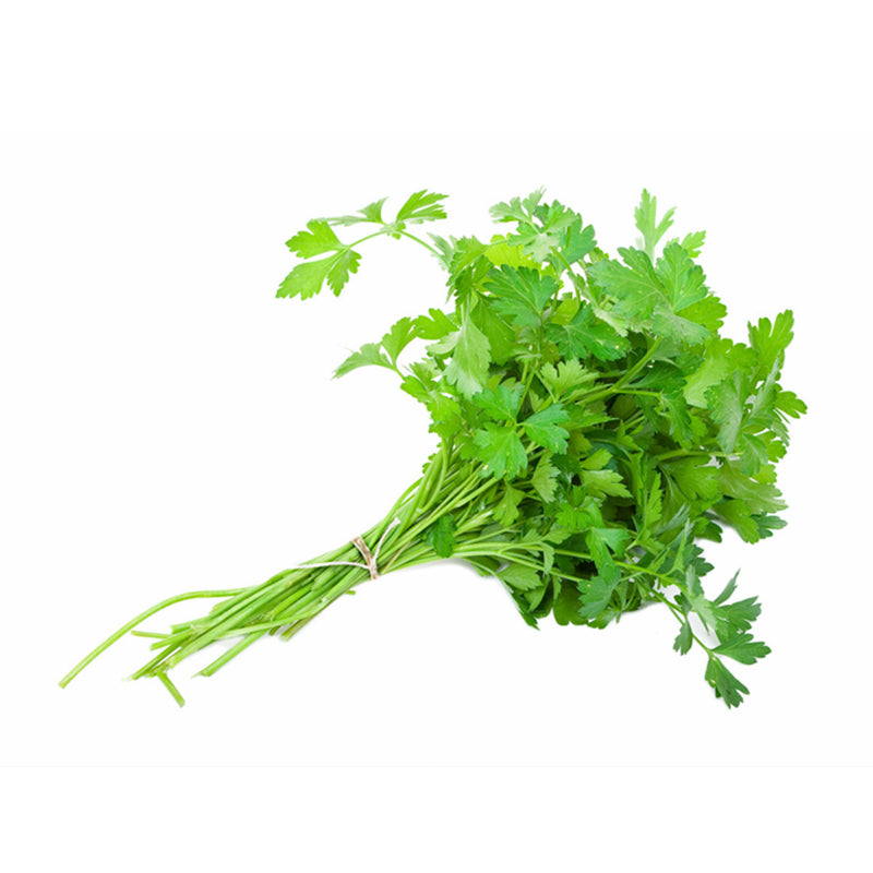 🌱 新鲜 香菜（05.02到货-限自取或配送!）Koriander/Coriander 约130g