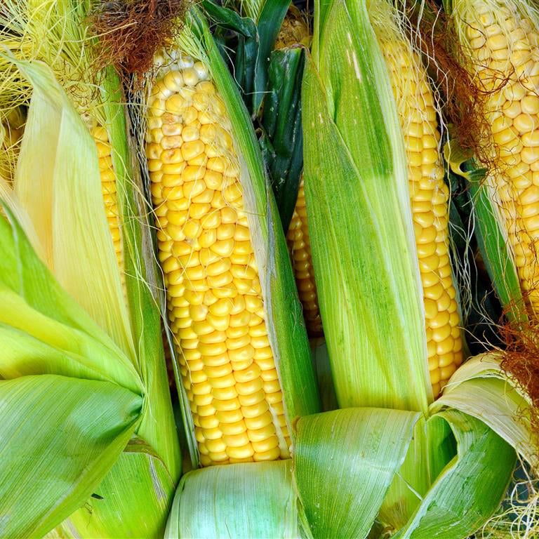 🌱新鲜 糯玉米（07.02到货-限自取或配送!）Fresh Waxy Corn 1stk