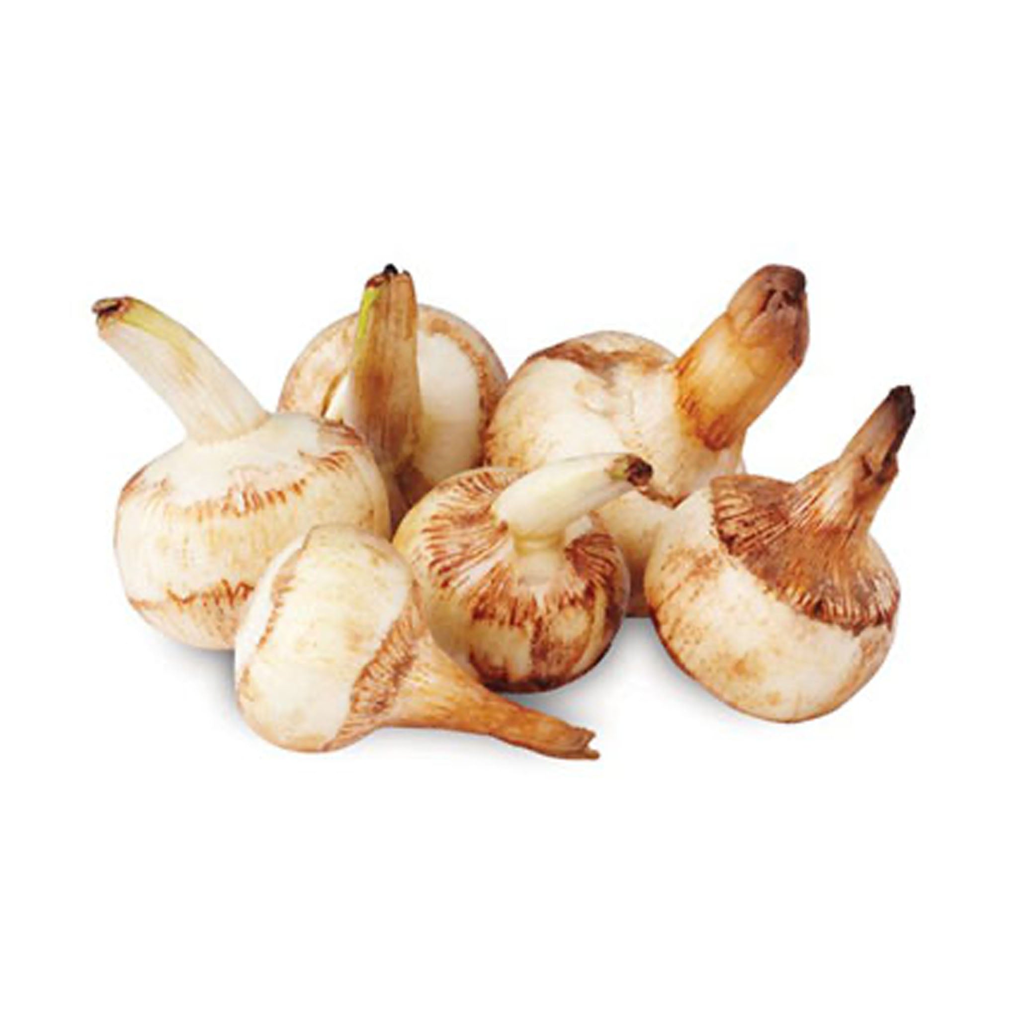 🌱 茨菇（12.11到货-限自取或配送!）Fresh Arrow Head 1kg