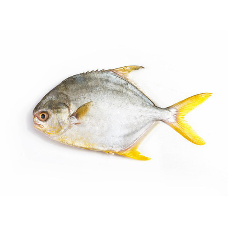 ❄️冷冻 金鲳鱼 限仓库自取或配送! Golden Pompano Whole 400-600g